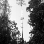 pemako-05