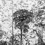 pemako-35